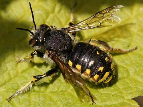 Réf. 235 986 : Anthidium manicatum